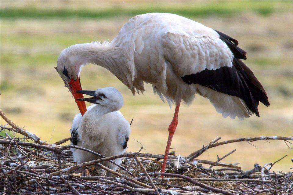 Ein Storch sitzt bei seinem Küken. (Archivfoto)Klaus-Dietmar Gabbert/dpa