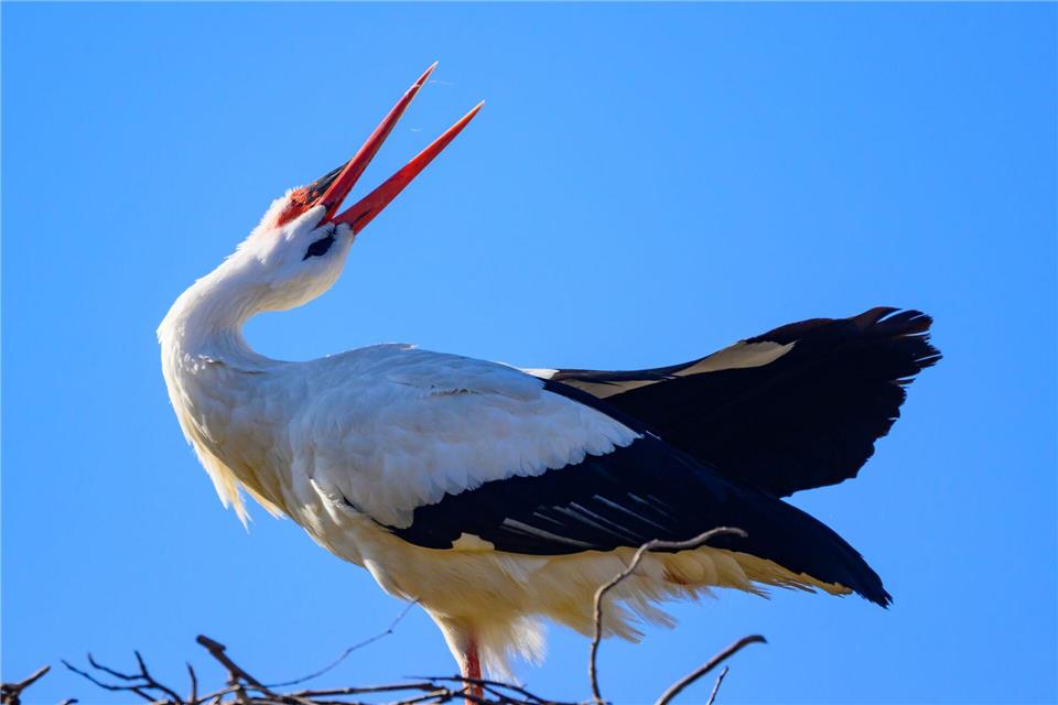 Ein Storchennest in Pausin ist nun im Livestream zu beobachten. (Symbolbild)Patrick Pleul/dpa