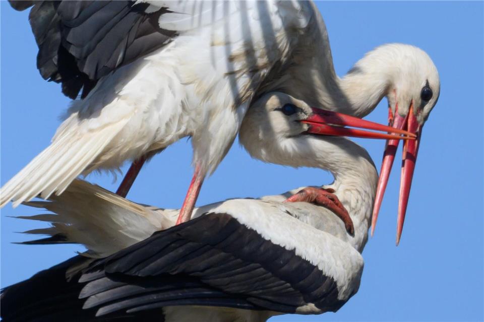 Ein Storchenpaar hat sich im Nest auf einem Strommast niedergelassen.Robert Michael/dpa