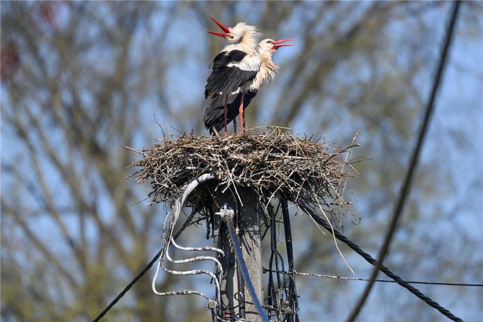 Ein Storchenpaar hat sich in dem Dorf bei Kamenz im Landkreis Bautzen im Nest auf einem Strommast niedergelassen.Robert Michael/dpa