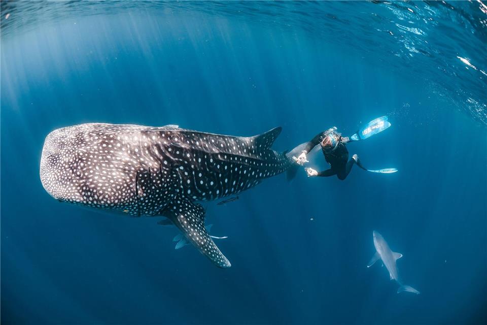 Ein Taucher nimmt Hautproben von einem Walhai vor der Küste Australiens.Rob Harcourt/Nature/dpa