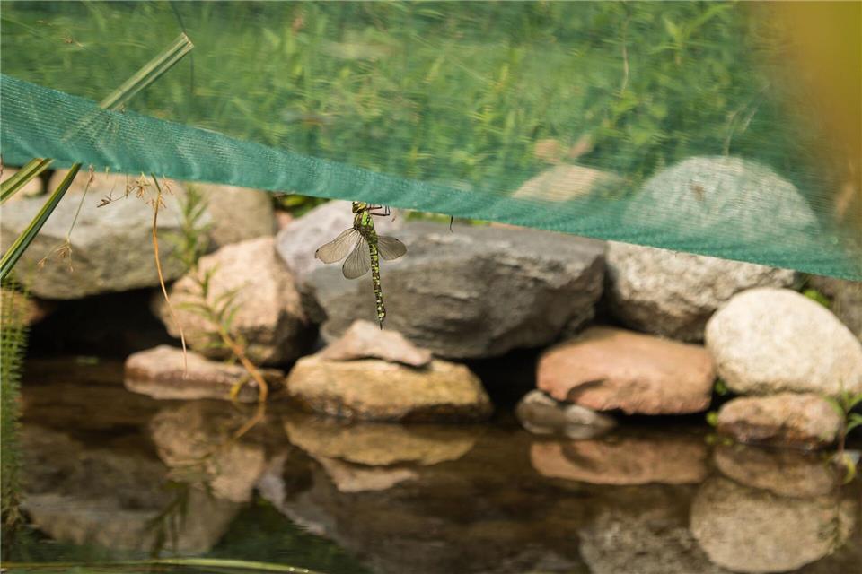 Ein Teichnetz schützt nicht nur kleine Kinder vor dem Hereinfallen in Wasser, sondern auch Wildtiere. Christin Klose/dpa Themendienst/dpa-tmn