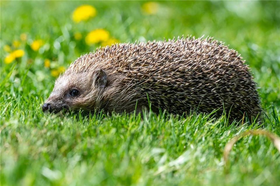 Ein Tier kauert am Boden, bewegt sich nicht: Ist das normal oder braucht es Hilfe? Eine App soll helfen. Armin Weigel/dpa