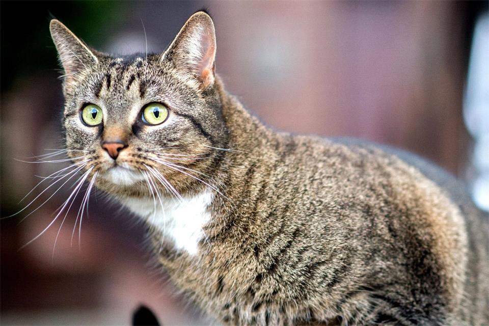 Ein Tierarzt entfernte ein Projektil aus dem Körper der Katze. (Symbolbild)Hauke-Christian Dittrich/dpa