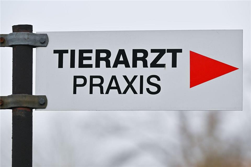 Ein Tierarzt fand in der Brust des Katers ein Projektil. (Symbolbild)Patrick Pleul/dpa