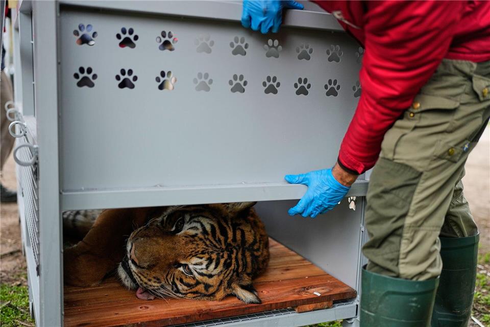 Ein Tiger liegt in einer Transportkiste vor seiner Verlegung in ein Schutzgebiet in Südafrika.Natacha Pisarenko/AP/dpa