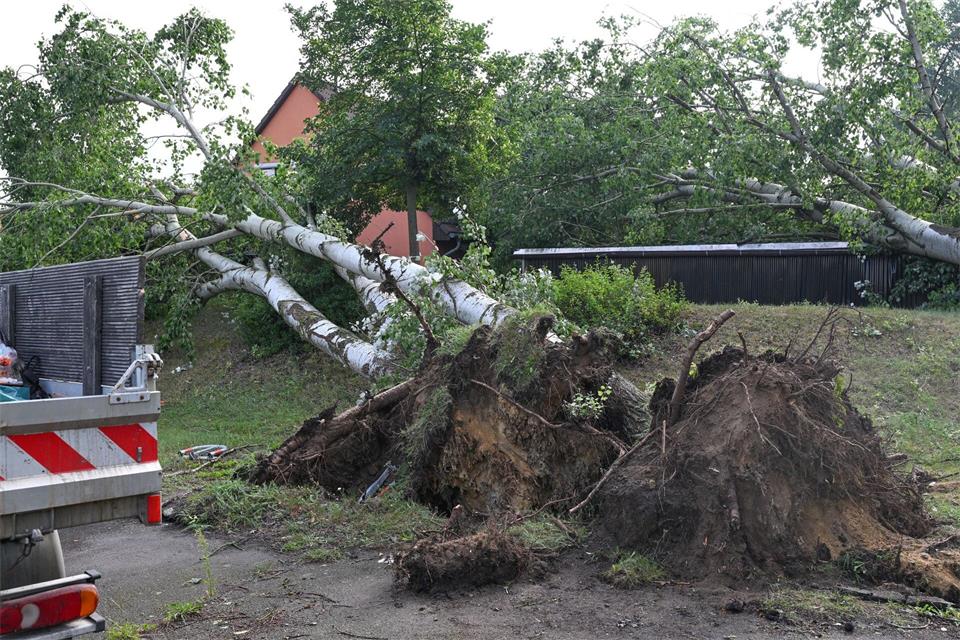 Ein Tornado hat Bäume entwurzelt.Patrick Pleul/dpa