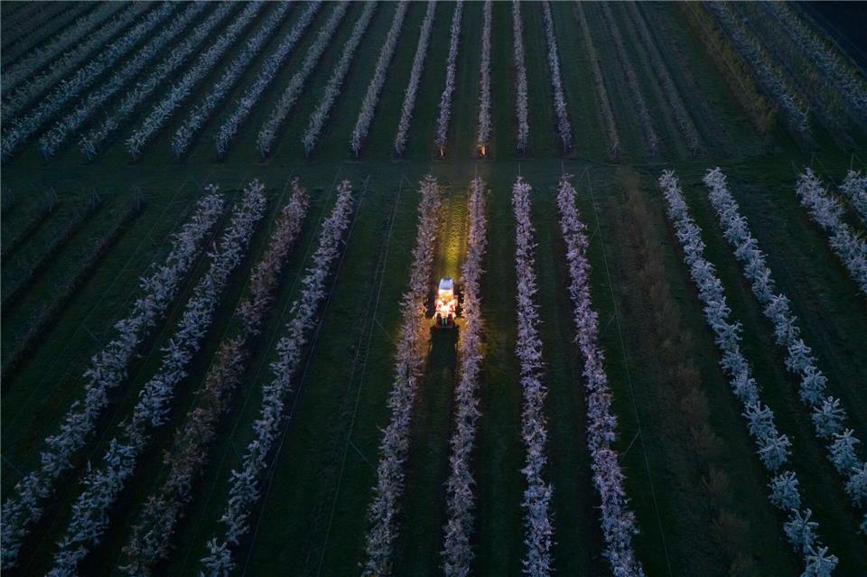 Ein Traktor fährt mit einem Frostbooster am frühen Morgen durch Kirschbaumreihen.Klaus-Dietmar Gabbert/dpa
