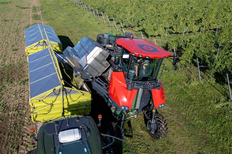 Ein Traubenvollernter entlädt frisch gelesene Trauben in einen Anhänger in den Weinbergen der Winzervereinigung Freyburg. Hendrik Schmidt/dpa