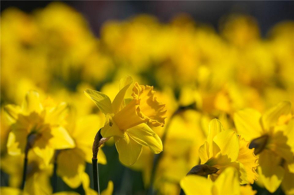 Ein Traum in Gelb: Narzissen gehören zu den ersten leuchtenden Boten des Frühlings.picture alliance/dpa