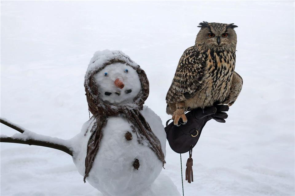 Ein Uhu hat sich auf einem Schneemann im Vogelpark niedergelassen.Bernd Wüstneck/dpa