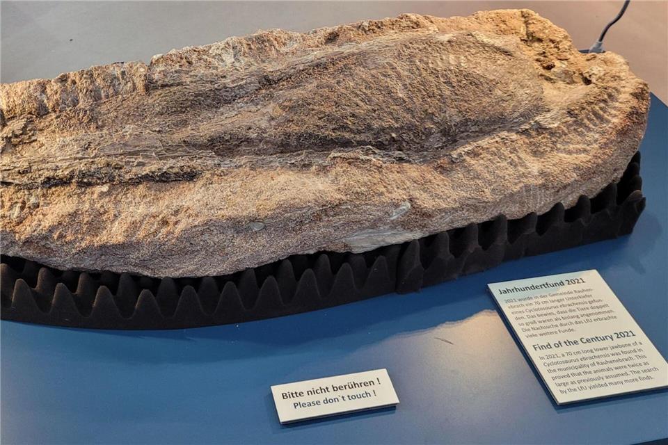 Ein Unterkieferknochen-Fossil wird derzeit in Hof ausgestellt.-/Landesamt für Umwelt (LfU)/dpa