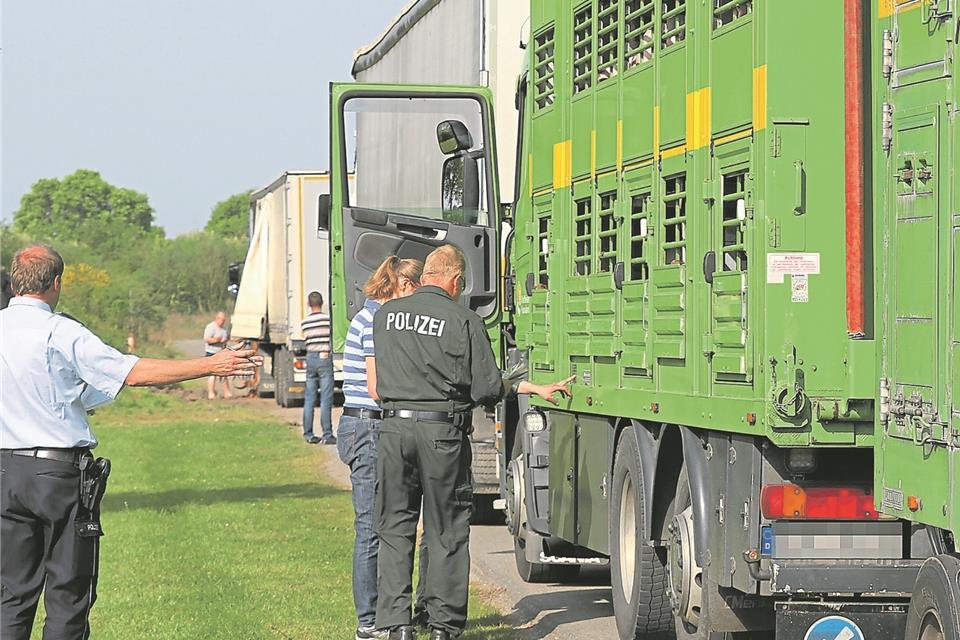 Ein Viehhändler aus Vreden musste sich jetzt vor Gericht verantworten. Er soll Rinder falsch transportiert haben. (Symbolbild)