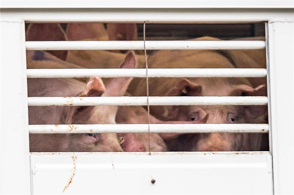 Ein Viehtransporter mit Ferkeln wurde auf einem Rastplatz an der Autobahn 9 gestoppt (Symbolbild)David Inderlied/dpa