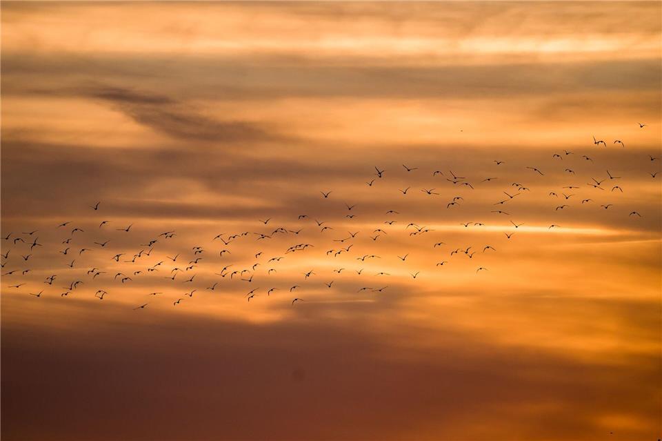 Ein Vogelschwarm fliegt über Frankfurt, während die Sonne untergeht.Andreas Arnold/dpa
