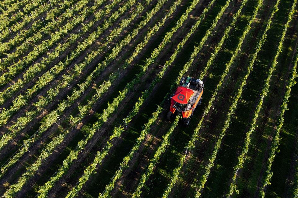 Ein Vollernter liest die ersten Trauben in den Weinbergen der Winzervereinigung Freyburg. Die Winzer starten mit den besonders frühreifen Rebsorten Solaris und Helios.Hendrik Schmidt/dpa