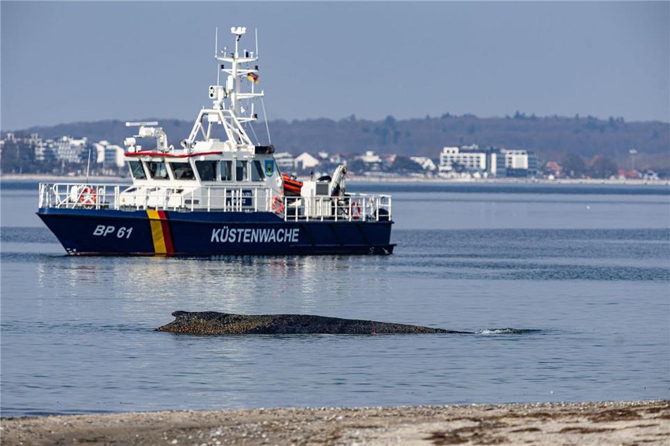 Ein Wal ist an der Ostseeküste vor Niendorf gestrandet, im Hintergrund ein Boot der Küstenwache. Die Polizei hat das Gelände abgesperrt, um das Tier nicht zu beunruhigen.Ulrich Perrey/dpa