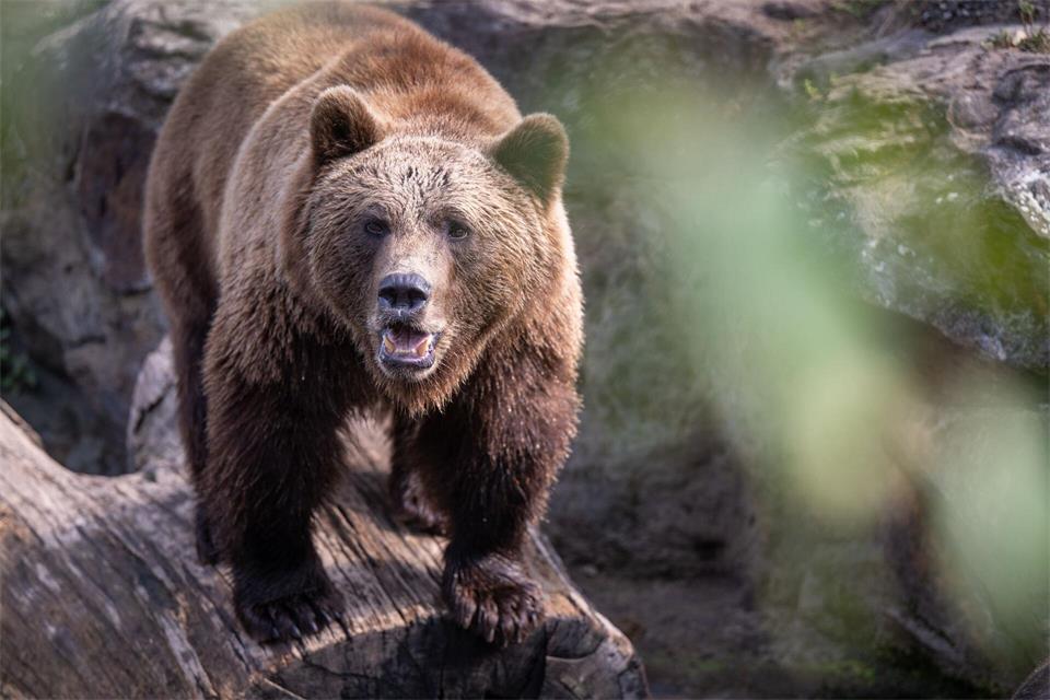 Ein Wanderer hörte ein lautes Röhren und vermutete einen Bären. (Symbolbild)Monika Skolimowska/dpa