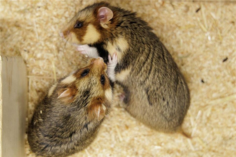 Ein Weibchen und ein Männchen bei der Verpaarung. (Archivbild)David Ebener/dpa