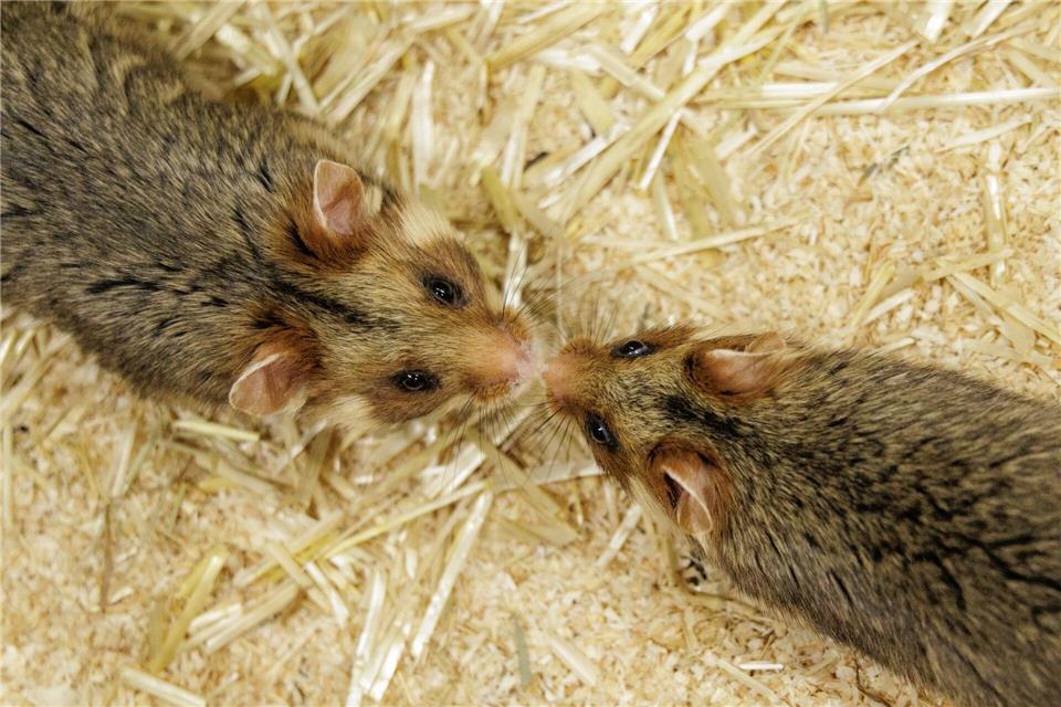 Ein Weibchen und ein Männchen kommen sich im NRW-Artenschutzzentrum näher, in dem Feldhamstern nachgezüchtet werden. David Ebener/dpa