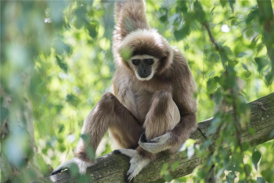 Ein Weißhandgibbon sitzt im Berliner Tierparkpicture alliance / dpa