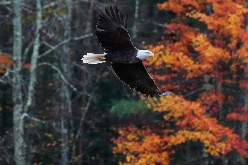 Bilder des Tages Ein Weißkopfseeadler fliegt in New Hampshire an einem Baum vorbei, dessen Laub sich im Herbst verfärbt hat.Charles Krupa/AP/dpa