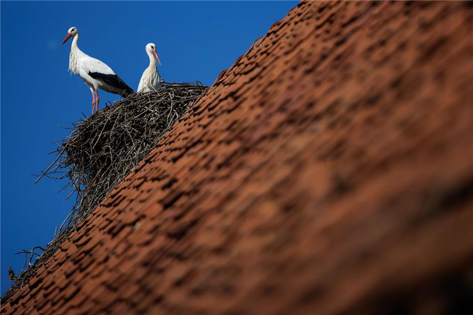 Ein Weißstorch-Paar steht bei blauem Himmel in seinem Horst. Petershagen im Kreis Minden-Lübbecke gilt mit seinen zahlreichen Horsten als Storchenhauptstadt von Nordrhein-Westfalen.David Ebener/dpa