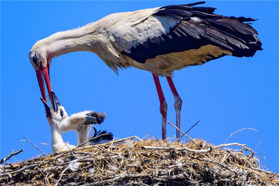 Ein Weißstorch gibt einem Jungvogel Wasser. (Archivbild)Patrick Pleul/dpa