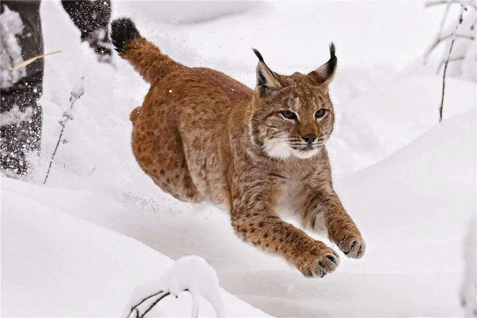 Ein Wiederansiedlungsprojekt will erreichen, dass der Luchs dauerhaft nach Nordrhein-Westfalen zurückkehrt. (Symbolbild)Uli Deck/dpa