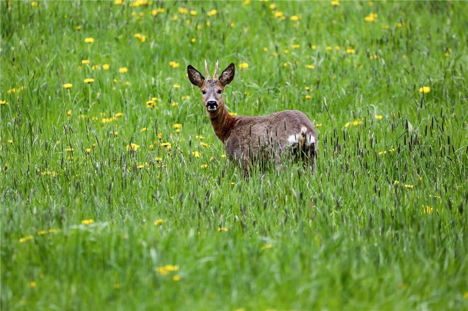 Ein Wilderer hat einen Rehbock erschossen. (Symbolbild)Thomas Warnack/dpa