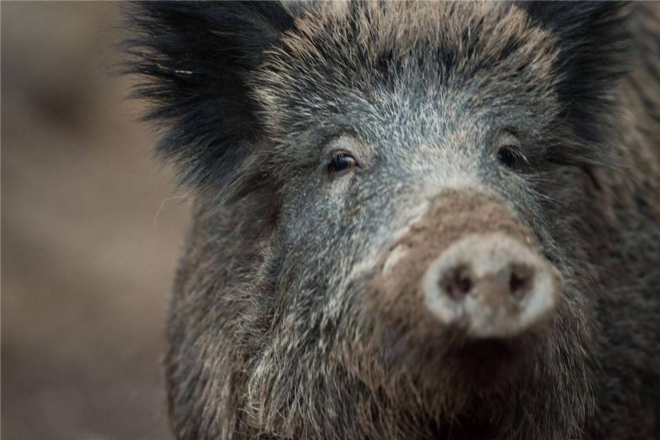 Ein Wildschwein hat in Nürnberg einen Polizeieinsatz ausgelöst. (Symbolbild)Lino Mirgeler/dpa