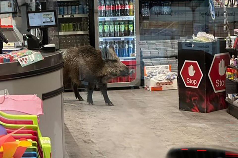 Ein Wildschwein hat sich in ein Einkaufszentrum in Berlin-Köpenick verirrt.-/Polizei Berlin/dpa