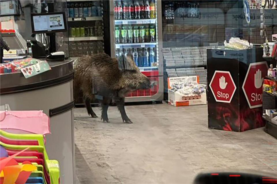 Ein Wildschwein hat sich in einem Kaufhaus verlaufen. -/Polizei Berlin/dpa