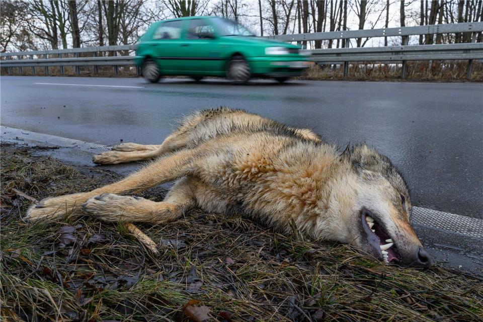 Ein Wolf hat einen Unfall im Straßenverkehr am Montagvormittag bei Peitz in Südbrandenburg nicht überlebt.Patrick Pleul/dpa