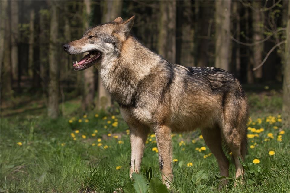Ein Wolf im Schermbecker Wolfsgebiet (hier ein Symbolbild) hat Anfang September zwei Schafe gerissen. Ob es das ortsansässig gewordene Tier war, muss noch untersucht werden.