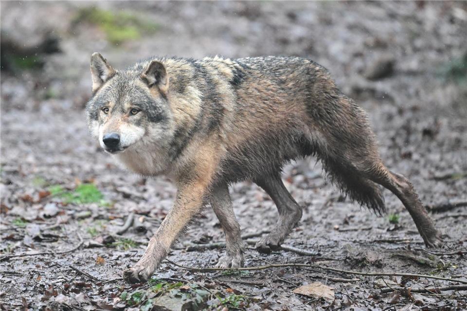 Ein Wolf in einem Gehege eines Tierparks - einer seiner Artgenossen hat laut Polizei in Leverkusen einen Karnevalszug gestört. (Symbolbild)Bernd Weißbrod/dpa