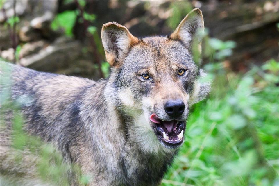 Ein Wolf soll in Blankenese gesehen worden sein. (Symbolbild)Julian Stratenschulte/dpa