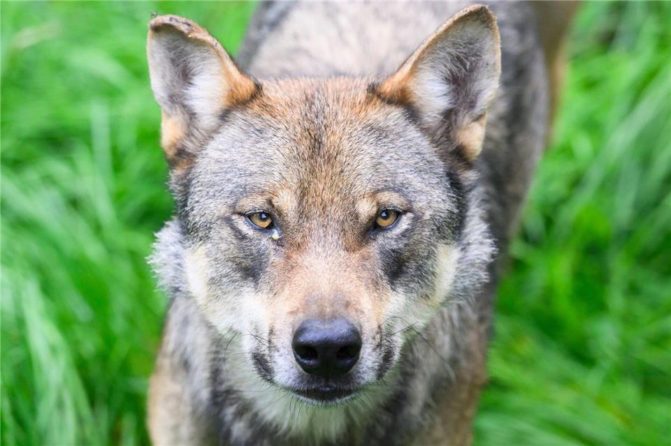 Ein Wolf soll in der Region seit Jahren Nutztiere gerissen haben. (Symbolbild)Julian Stratenschulte/dpa