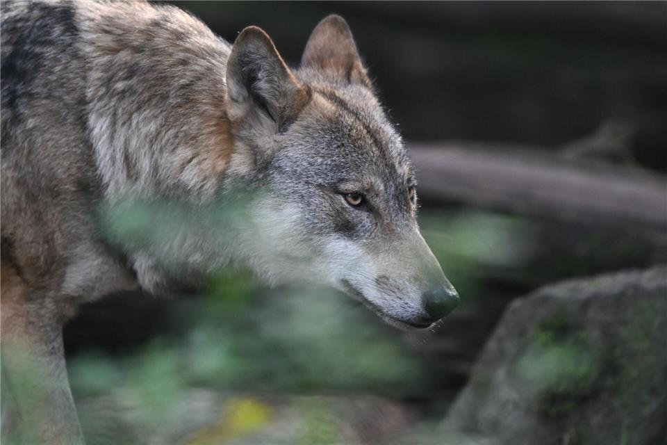 Ein Wolf streift durch einen Wildpark. In NRW leben immer mehr der Tiere in der Wildnis. (Symbolbild)Arne Dedert/dpa