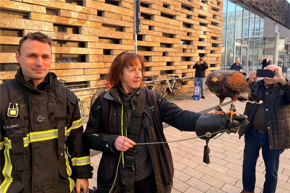 Ein Wüstenbussard musste in Wuppertal aus einer Lücke einer Steinmauer befreit werden. Feuerwehr Wuppertal/dpa
