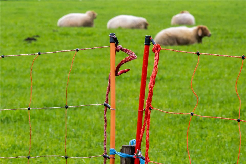 Ein Zaun soll Schafe vor dem Wolf schützen. (Archivbild)Peter Kneffel/dpa