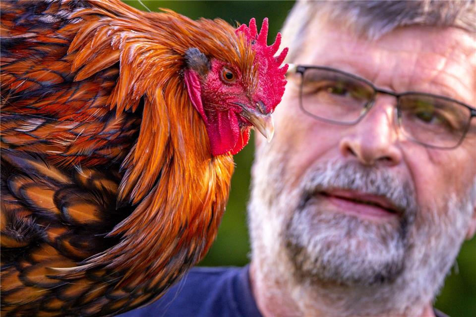 Ein Zuchtkriterium erfüllt: Fünf Zacken am Kamm. Jens Büttner/dpa