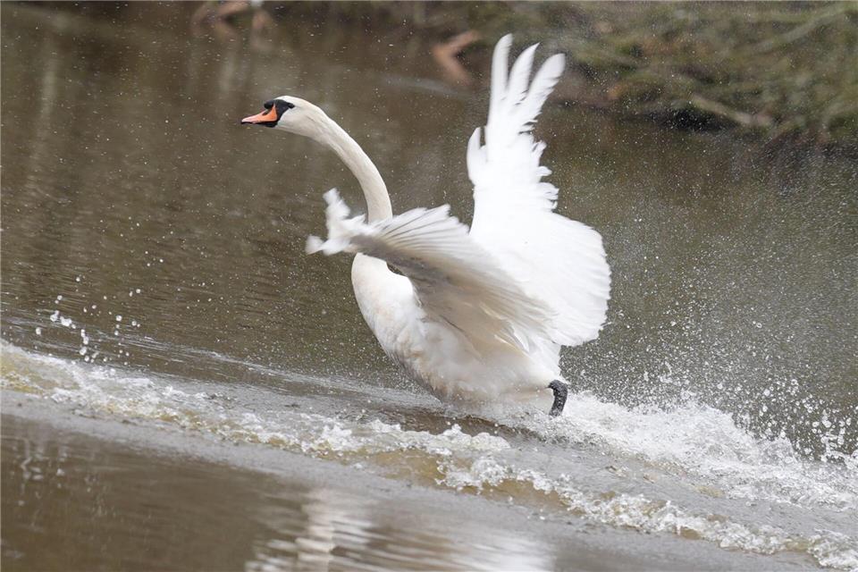 Ein abgestürzter Schwan ist in Hamburg weich gelandet - in einem Kinderwagen. (Symbolbild)Marcus Brandt/dpa