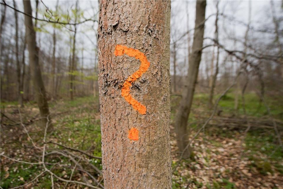 Ein asiatischer Pilz hat sich auf fast alle Eschenbestände ausgebreitet und sorgt für ein großflächiges Absterben. Immer wieder gibt es jedoch auch sogenannte „tolerante“ Bäume. (Symbolbild)Julian Stratenschulte/dpa