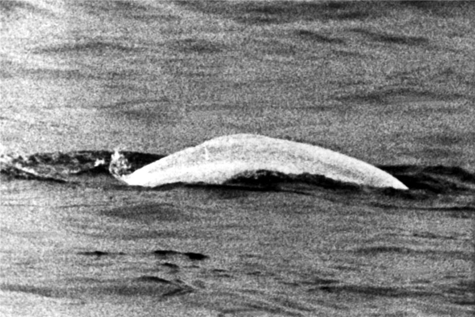 Ein auf den Namen Moby Dick getaufter Beluga sorgte 1966 für Aufsehen.picture alliance / dpa