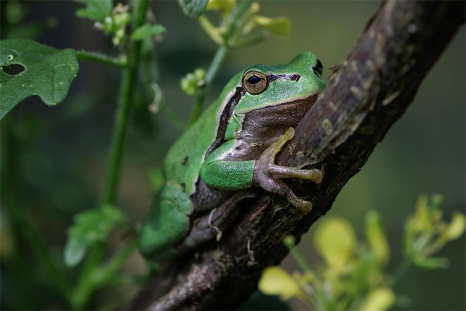 Ein ausgewachsenes Zuchttier des Europäischen Laubfroschs (lat. Hyla arborea) sitzt in einem Freigehege-Terrarium auf dem Gelände des Bildungshaus Modexen in Brakel. David Ebener/dpa