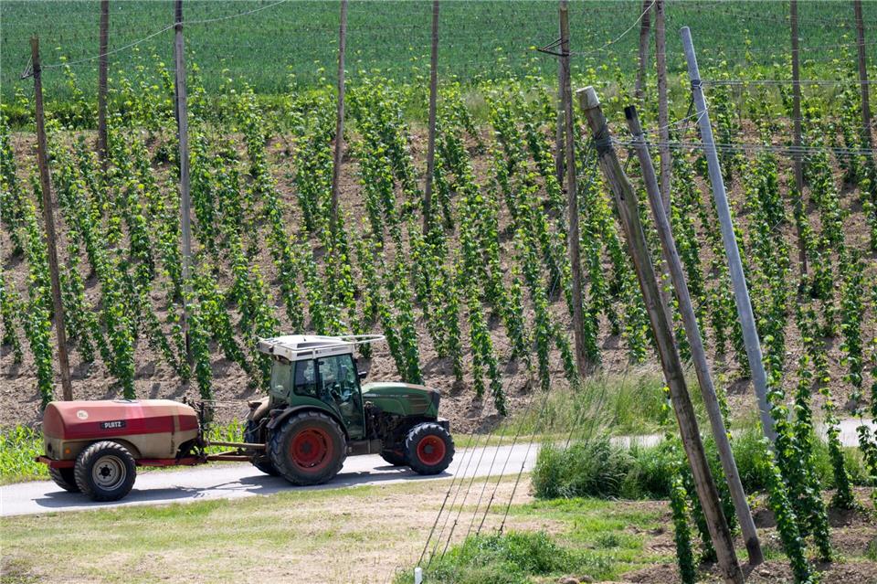 Ein bayerischer Hopfenpflanzer bei der Arbeit (Archiv)Sven Hoppe/dpa
