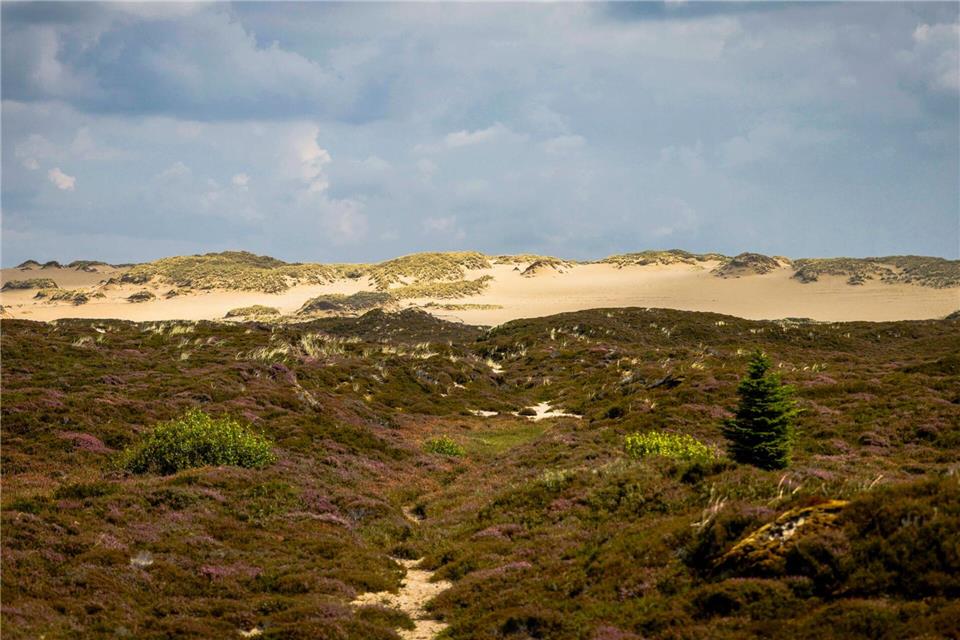 Ein bei der Auktion angebotenes Objekt in List bietet nach Angaben der DGA einen Blick auf die Heidelandschaft und die Wanderdüne. (Symbolbild)Frank Molter/dpa