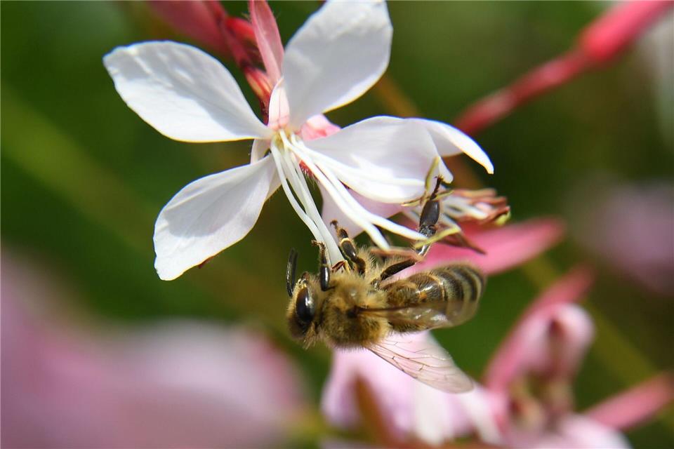 Ein charmanter Vagabund: Die Prachtkerze zählt zu den Stauden, die sich durch Selbstaussaat im Garten ausbreiten.picture alliance / dpa Themendienst