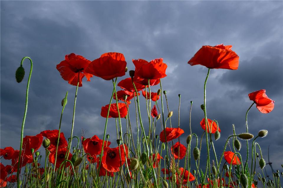 Ein dicht bewachsenes Feld voller leuchtend rotem Klatschmohn blüht in Ostbrandenburg vor einer herannahenden Gewitterfront.Patrick Pleul/dpa